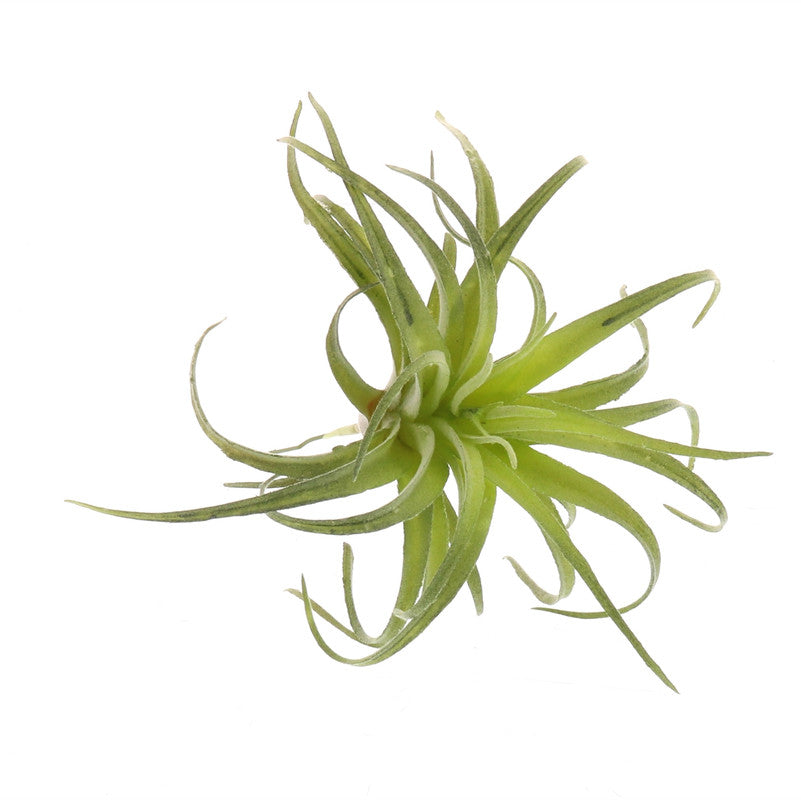 Faux Tillandsia - Sm