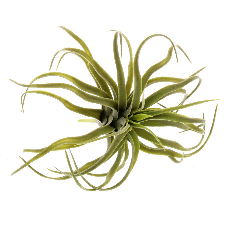 Faux Tillandsia - Med