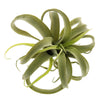 Faux Tillandsia - Lrg