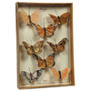 Butterfly Specimen Box Brown