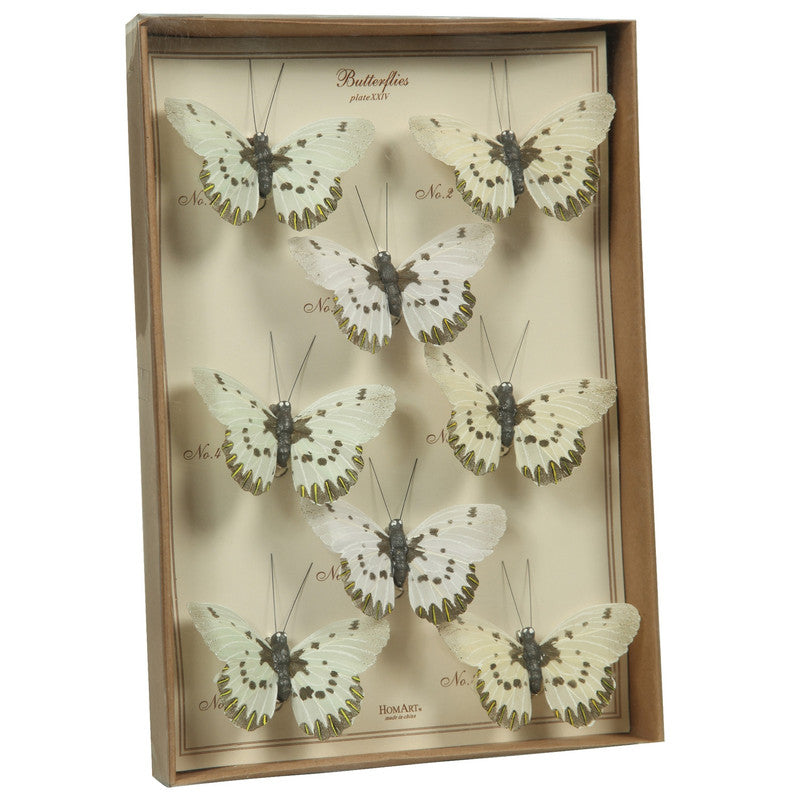 Butterfly Specimen Box White-Brown